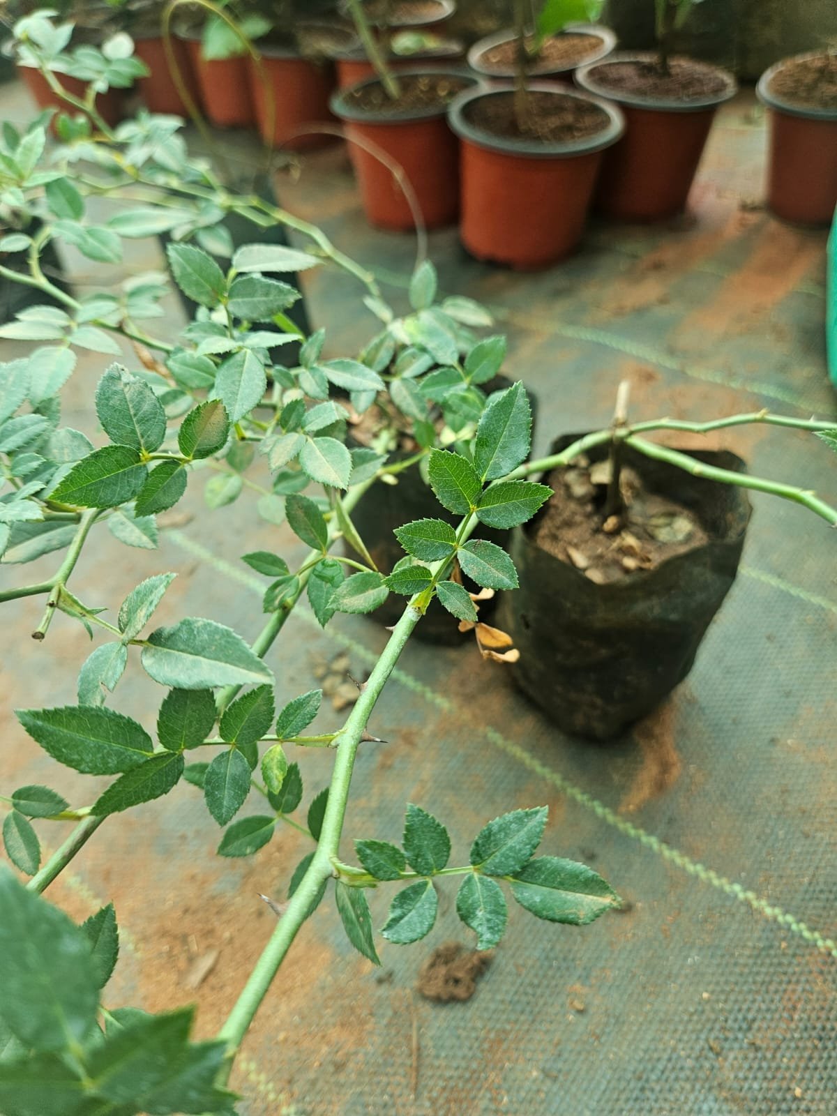 Miniature Climbing Rose