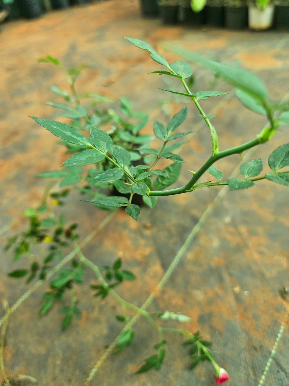 Miniature Climbing Rose