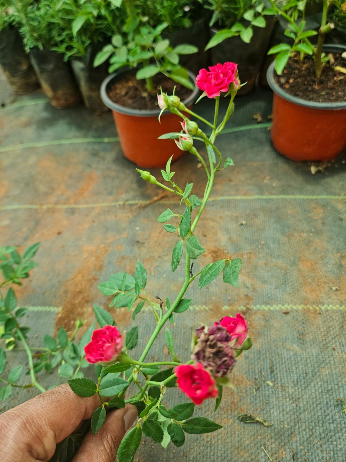 Miniature Climbing Rose
