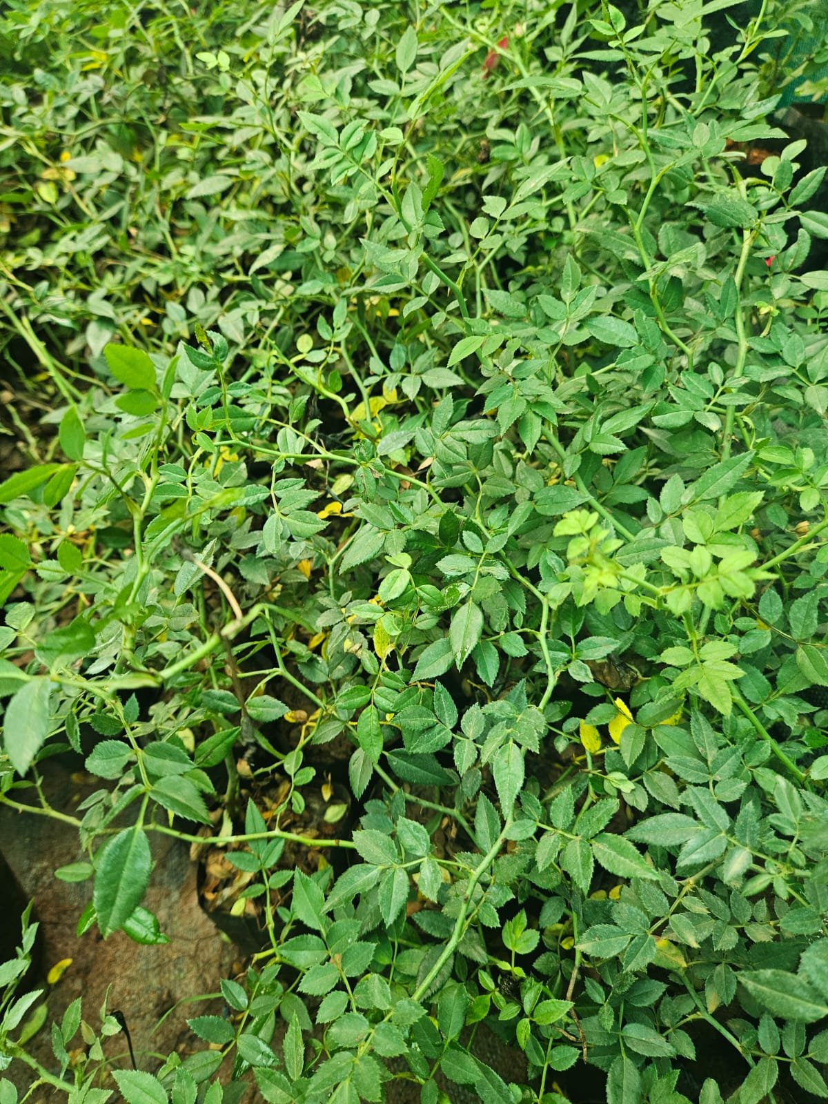 Miniature Climbing Rose
