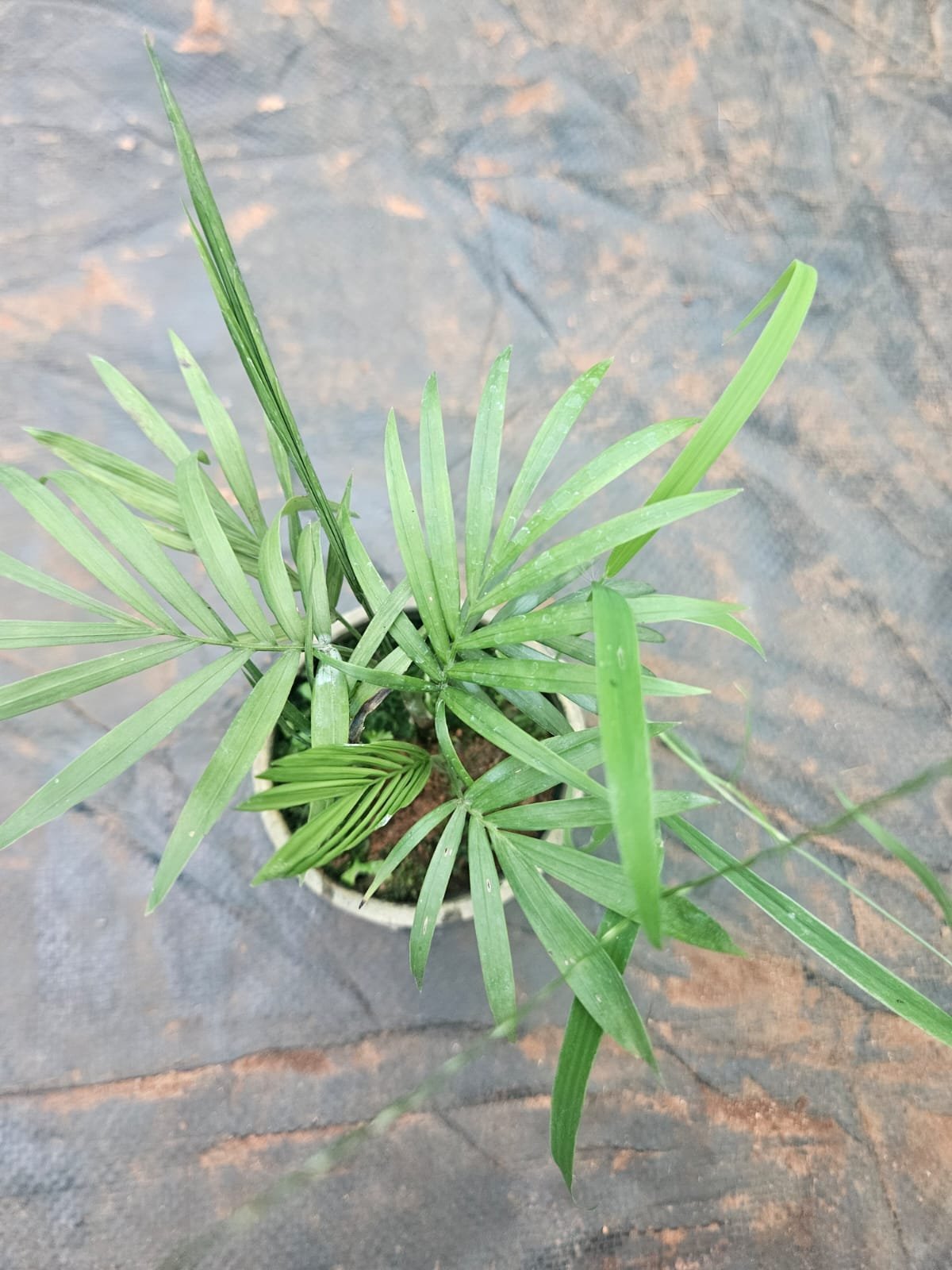 Areca Palm Areca Palm