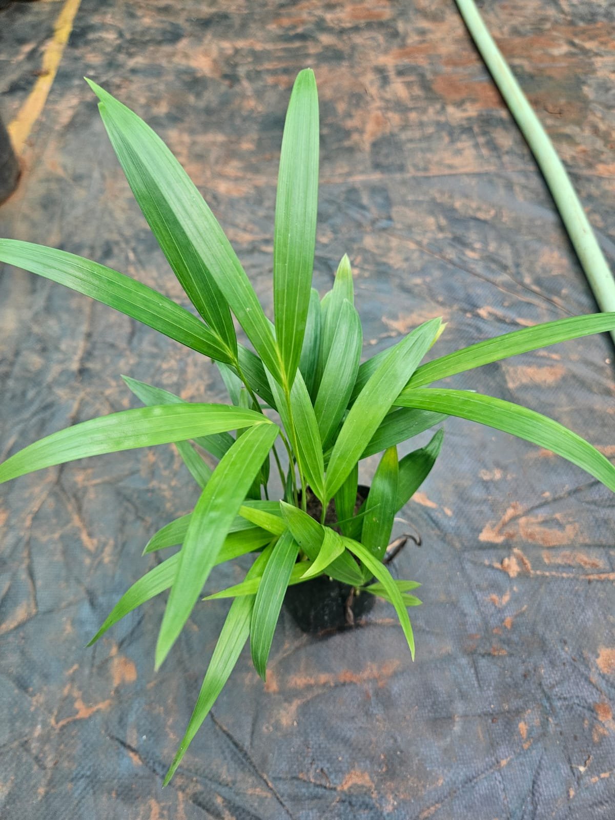 Areca Palm Areca Palm