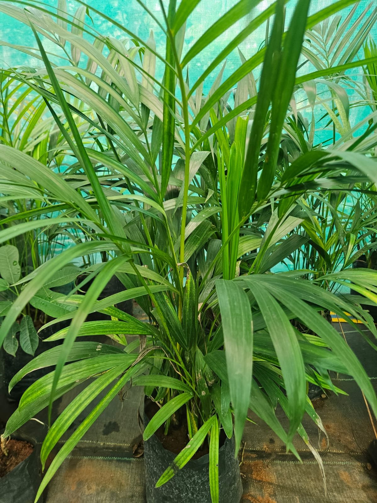 Areca Palm Areca Palm