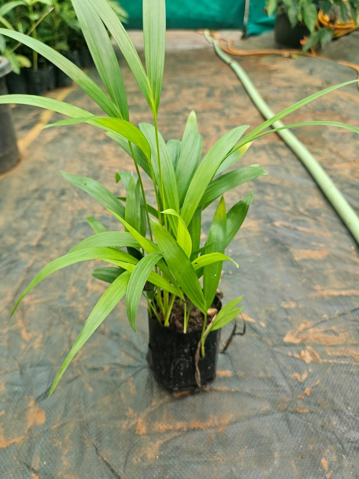 Areca Palm Areca Palm