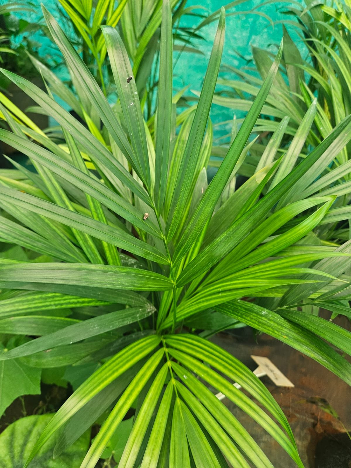 Areca Palm Areca Palm