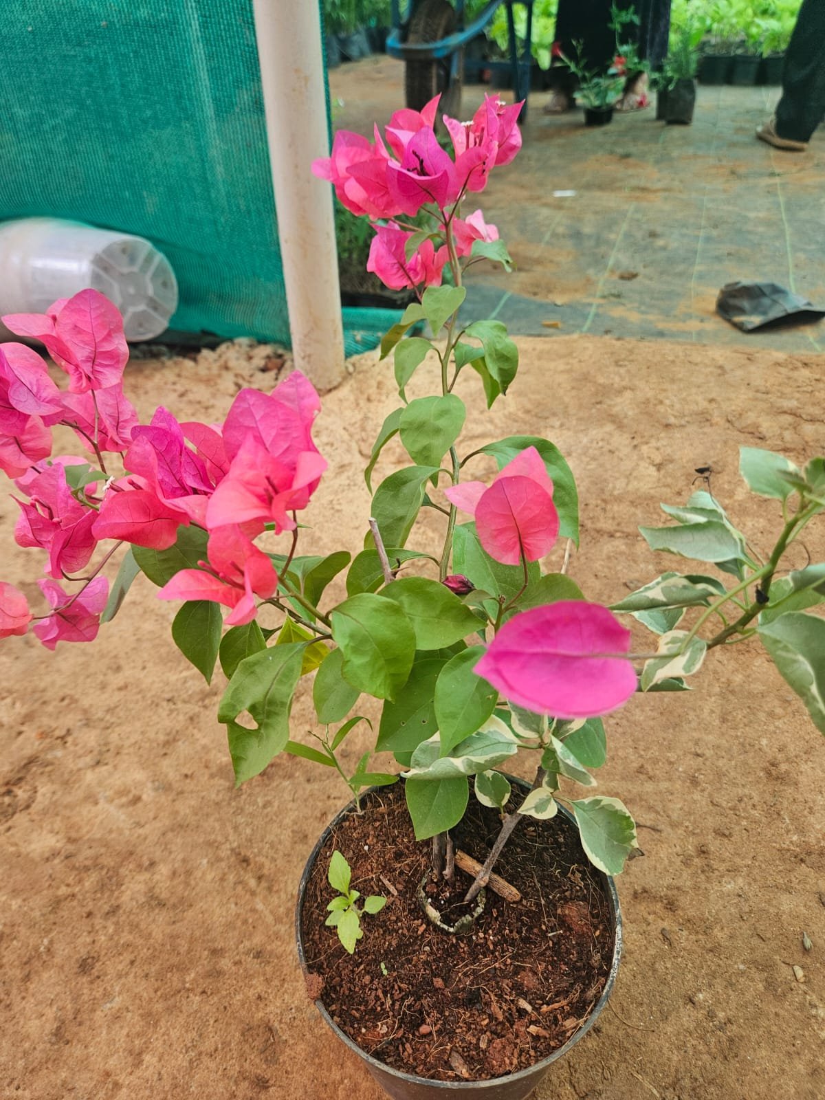 Bougainvillea