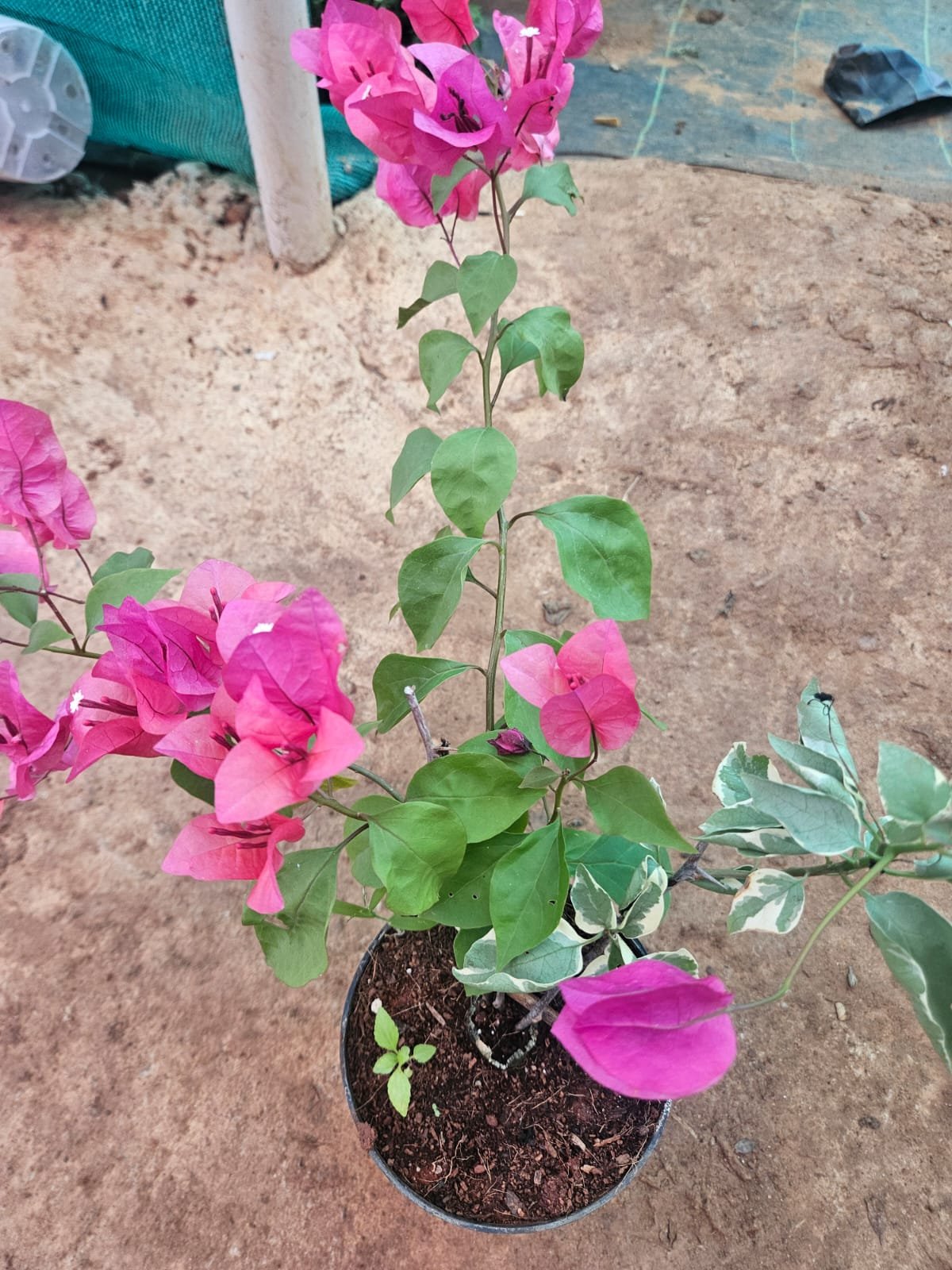 Bougainvillea