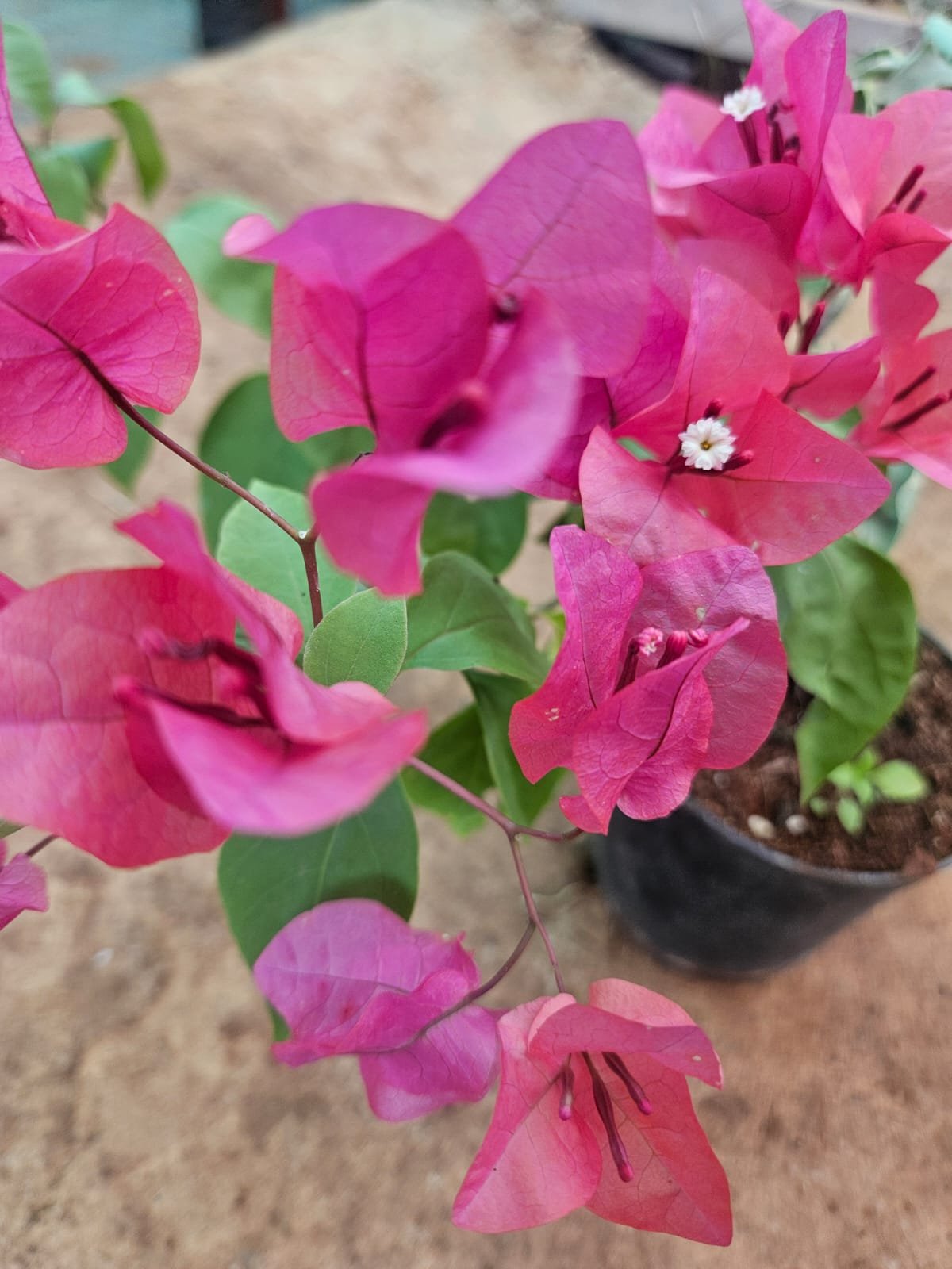 Bougainvillea