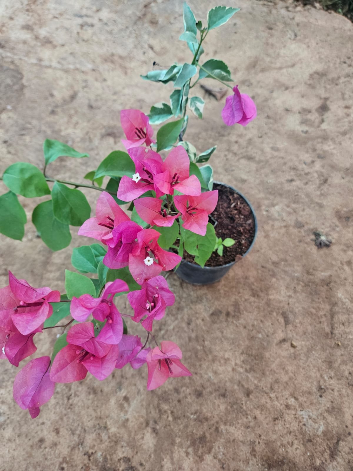 Bougainvillea