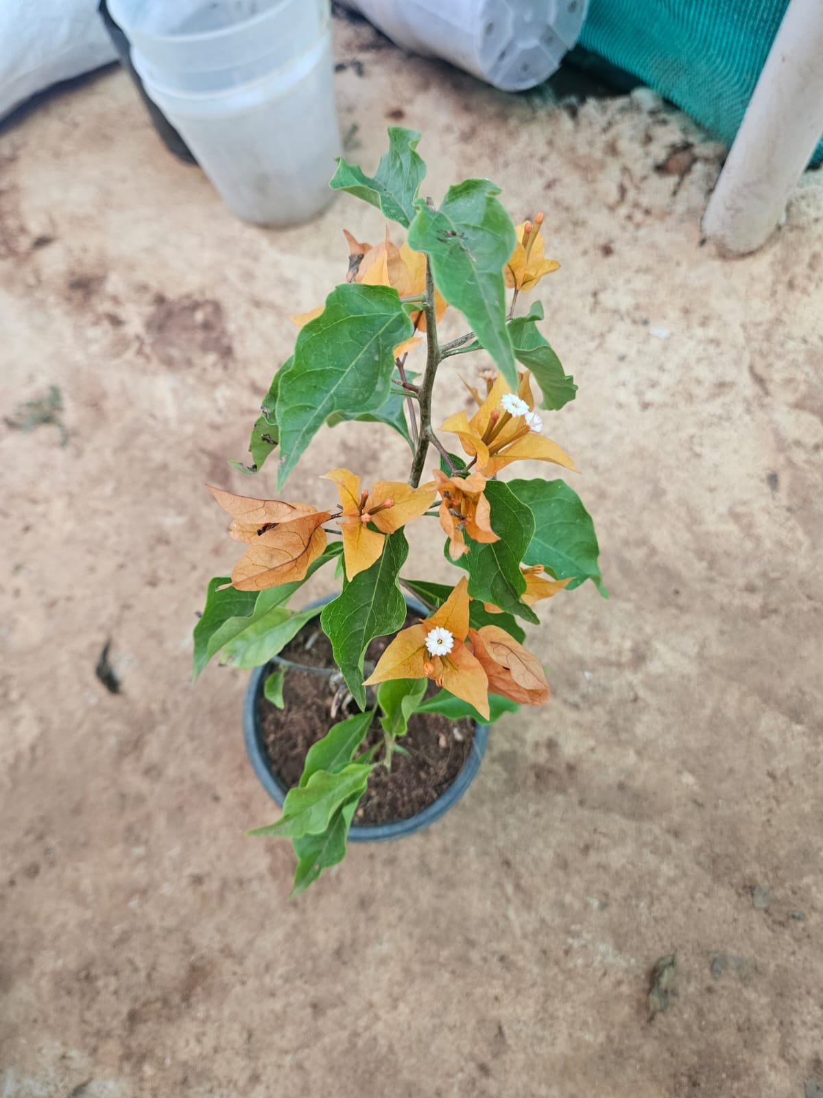 Bougainvillea (Yellow)