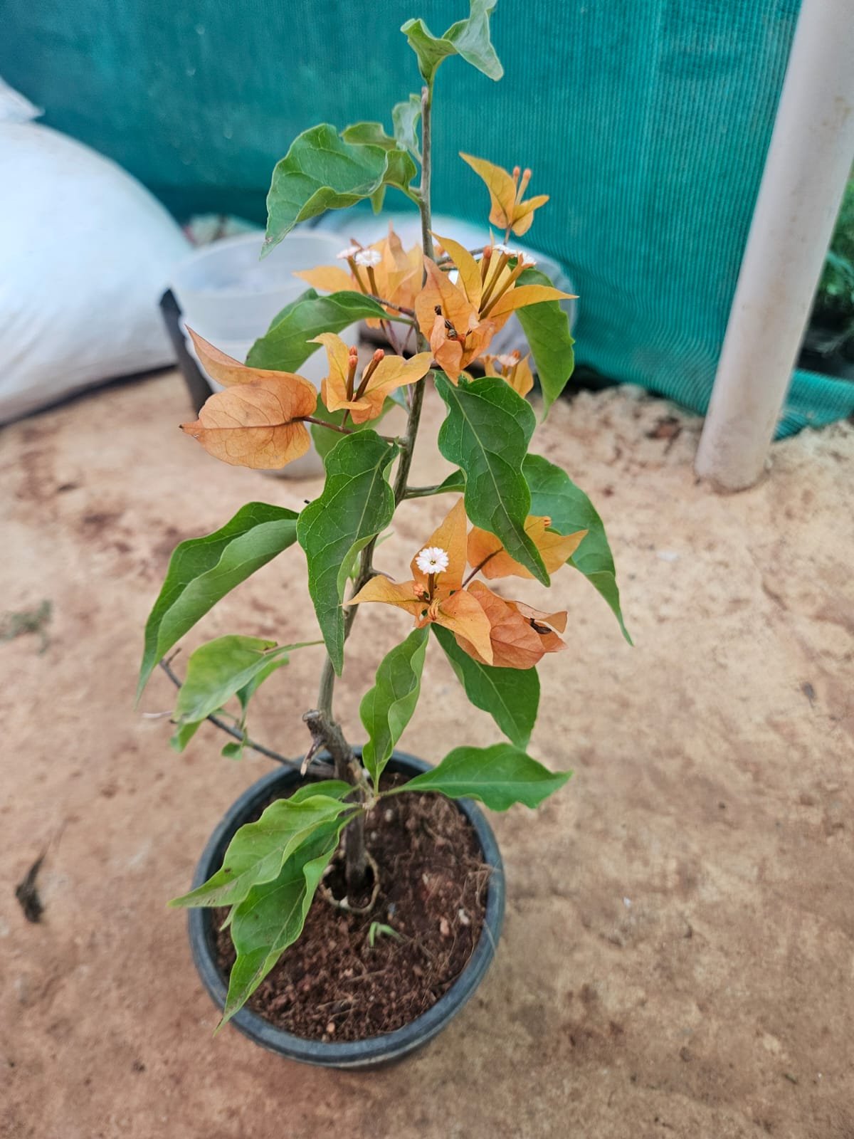 Bougainvillea (Yellow)