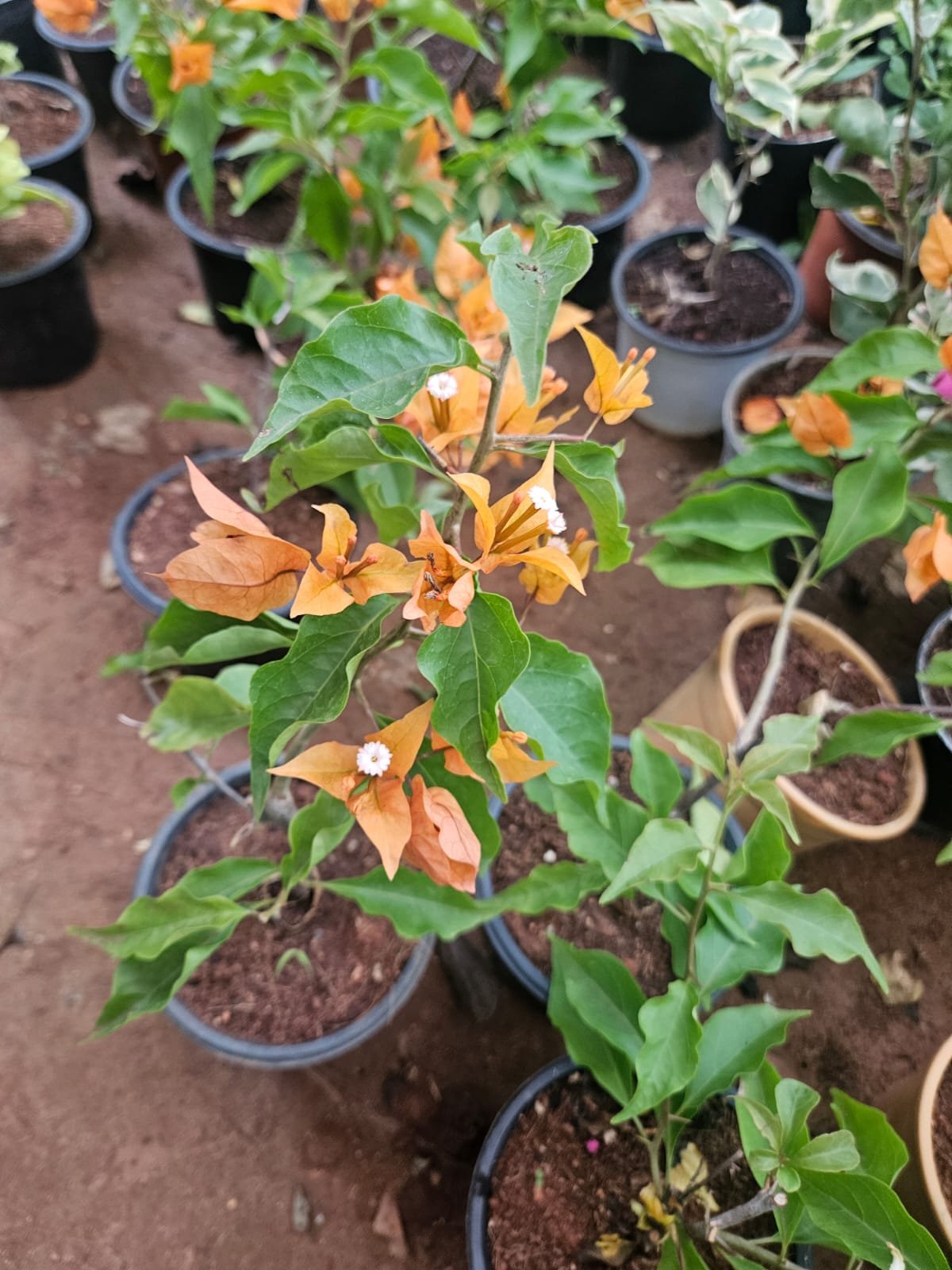 Bougainvillea (Yellow)