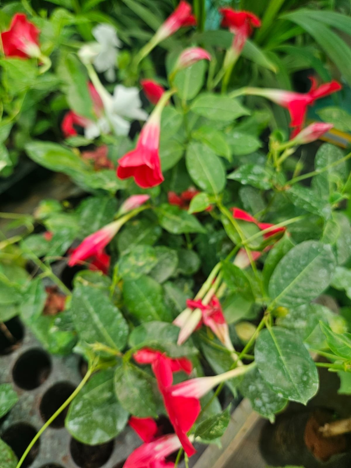 Mandevilla Red