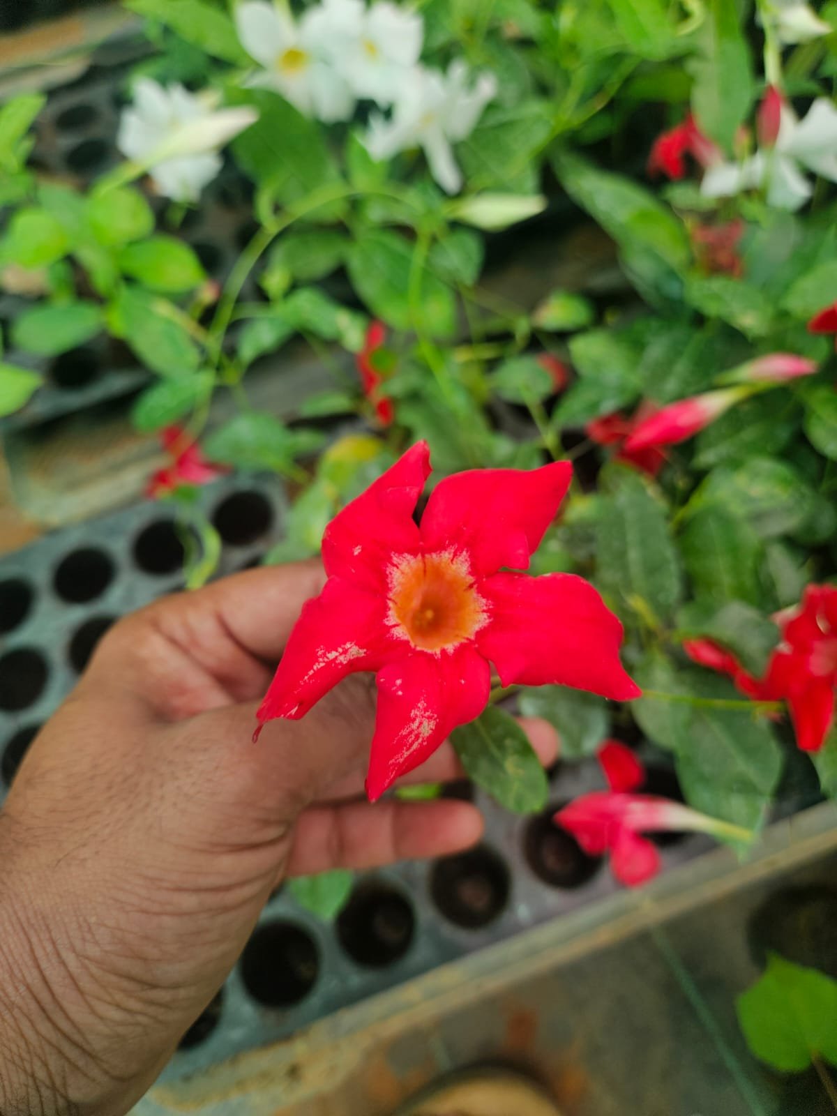 Mandevilla Red