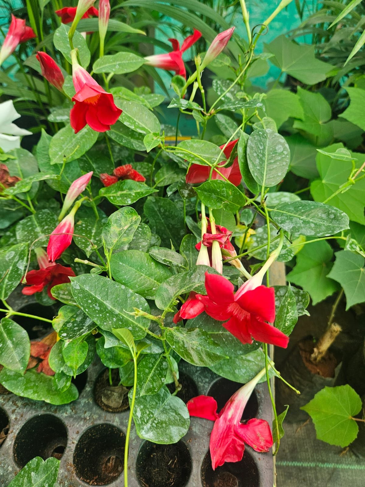 Mandevilla Red