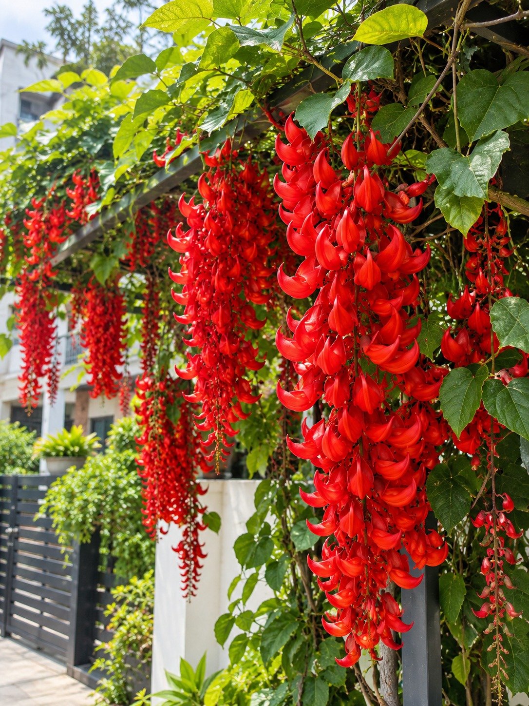 Red Jade Vine