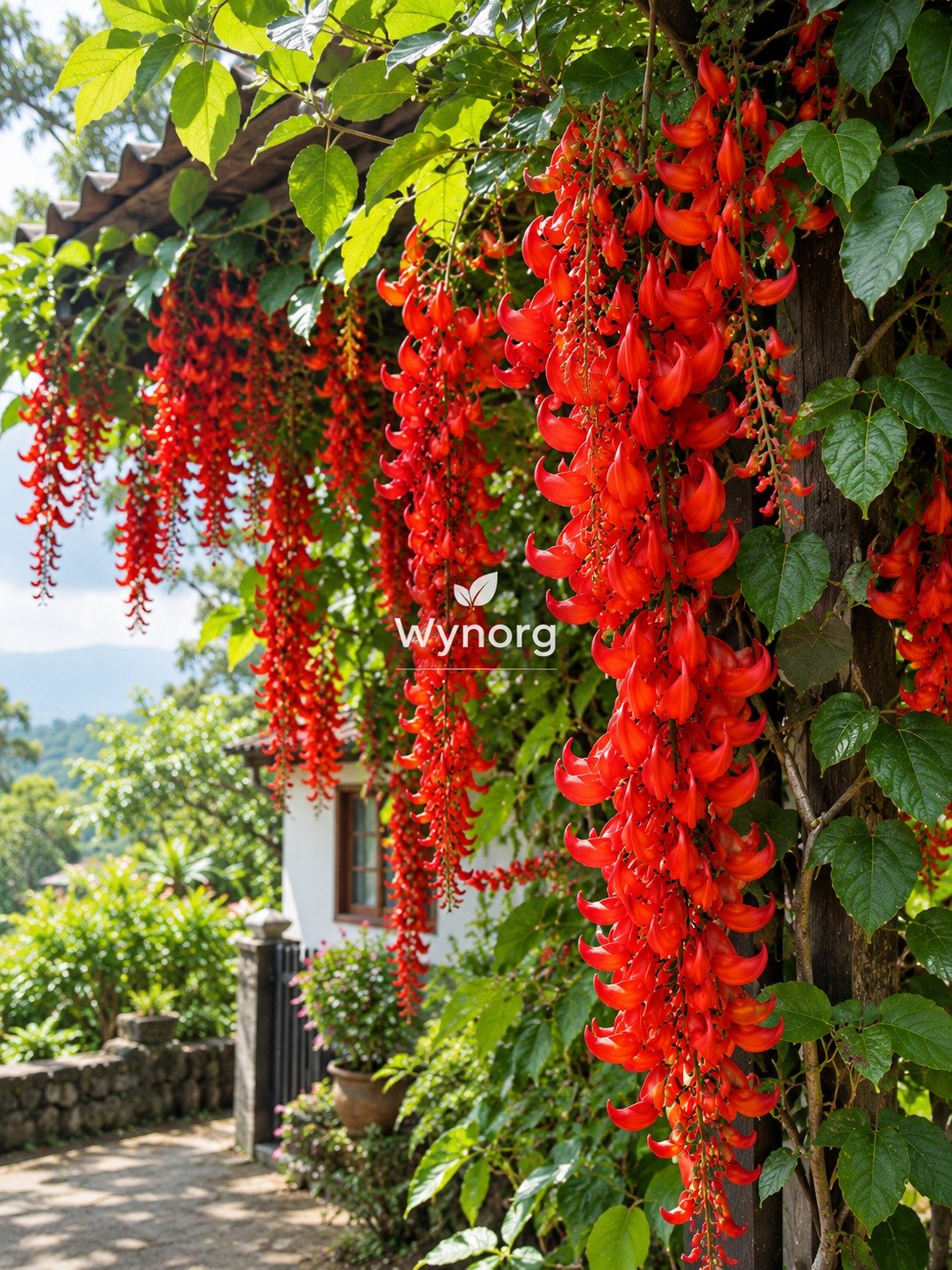 Red Jade Vine