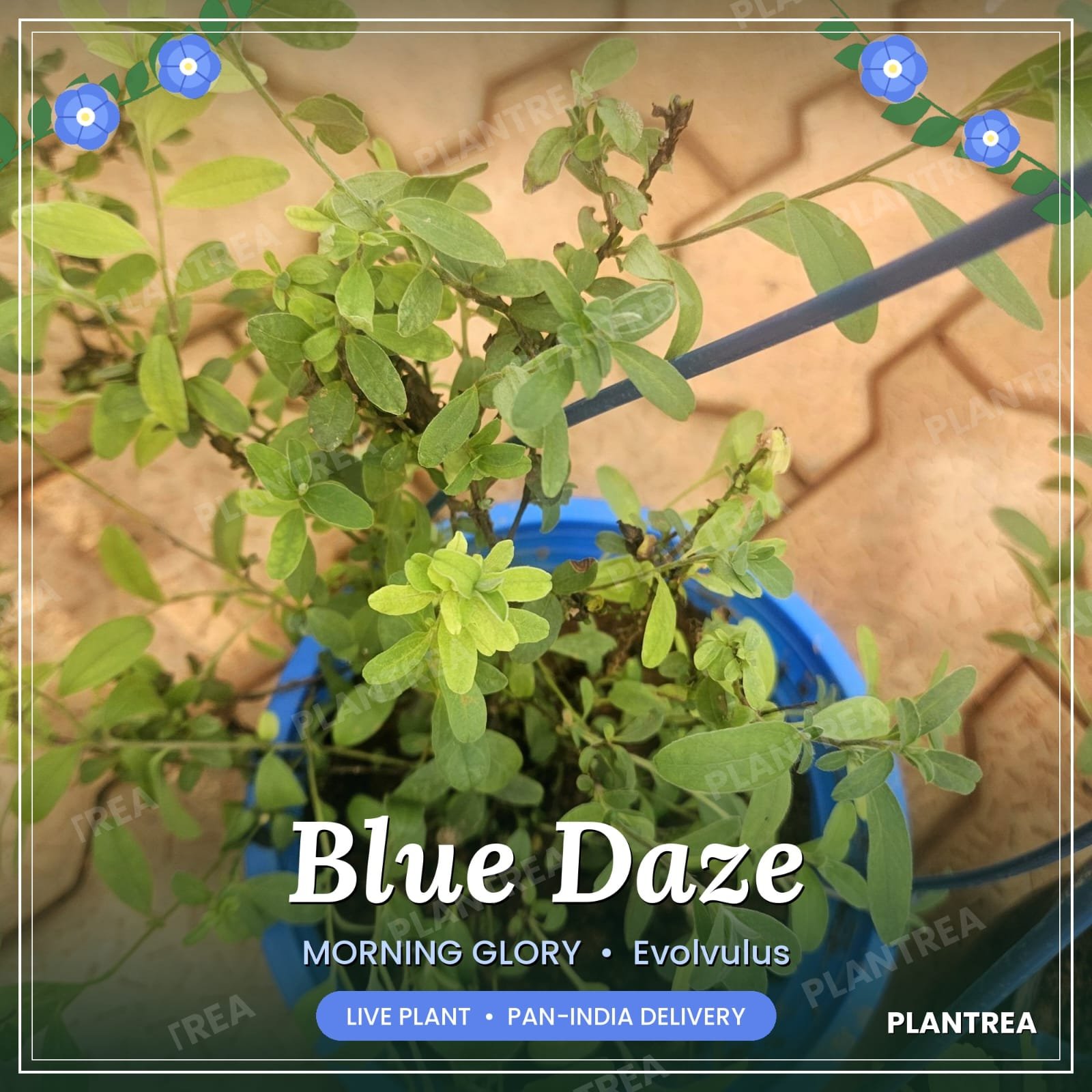 Blue Daze Blue Daze